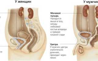 Размер мочевого пузыря у мужчин