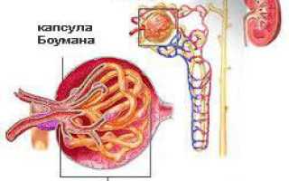 Структурно функциональная единица почки это