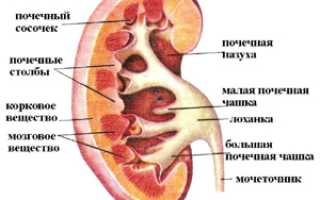 Подготовка для узи почек
